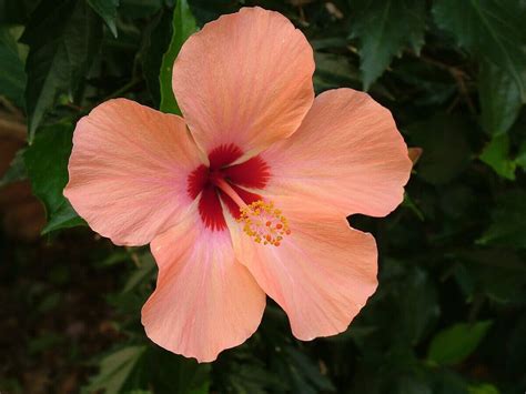 한농마을 히비스커스 hibiscus 효능과 부작용 먹는 법 히비스커스 꽃말 a2