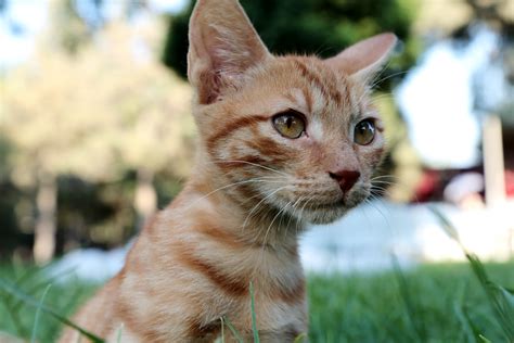 Free kittens (inglewood) hide this posting restore restore this posting. Orange Tabby Kitten · Free Stock Photo