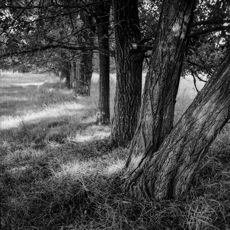 Free Images Tree Nature Forest Grass Branch Black And White