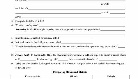 Phases Of Meiosis Worksheet Answer Key - Printable Word Searches