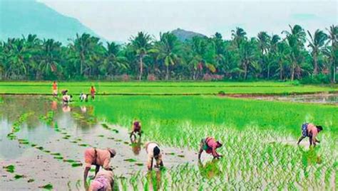 Kerala To Follow Collective Farming Instead Of Corporate Farming Says