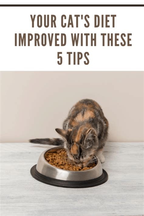 5 Tips To Improve Your Cats Diet • Mommys Memorandum