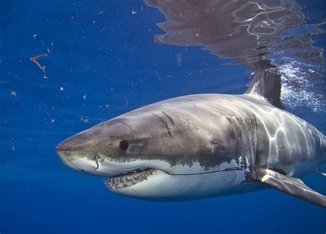 Tiburón Blanco Características Curiosidades Hábitat Y Más