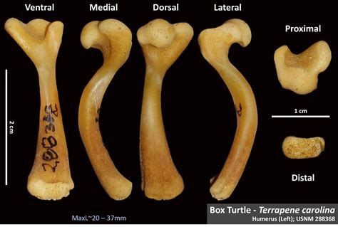 Common Box Turtle Humerus Osteoid Bone Identification Hot Sex Picture