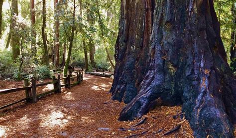 Coast Redwoods Thriving In The Santa Cruz Mountains