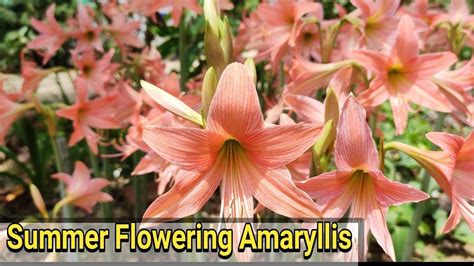How To Grow Amaryllis Lily From Bulb Youtube