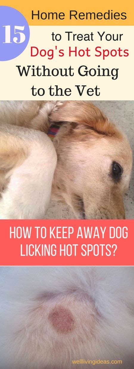 15 Natural Home Remedies For Dog Hot Spot Treatment Dog Hot Spots