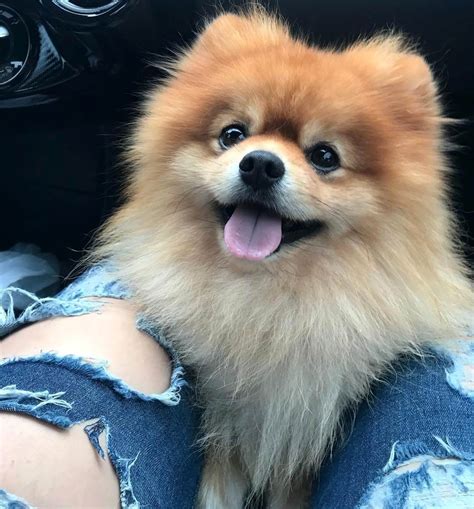 15 Absolutely Hilarious Pomeranian Dog Pictures | The Dogman