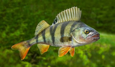 3 Best Kinds Of What Does A Perch Fish Look Like