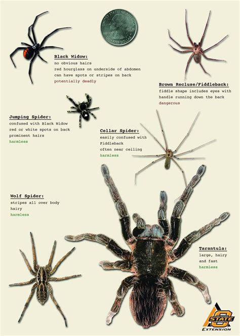 Large Texas Spiders Identification Chart