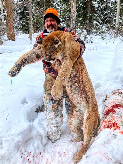 Wyoming Mountain Lion Hunting Best Of The West Outfitters
