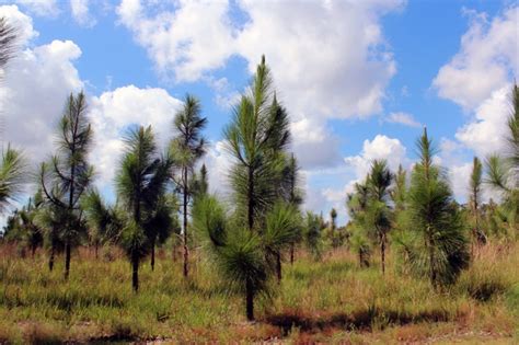 Pohon Pinus Merkusii Tanaman Yang Wajib Anda Tahu Tips And Trik 5
