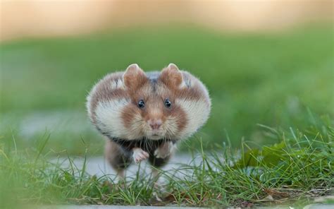 Hamster Hd Wallpaper