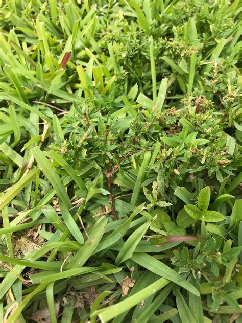 Types Of Lawn Weeds In Florida