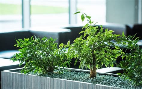 Office Plants The Science Behind Workplace Greenery
