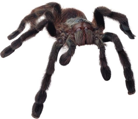 Spider Png Image Purepng Free Transparent Cc0 Png Image Library