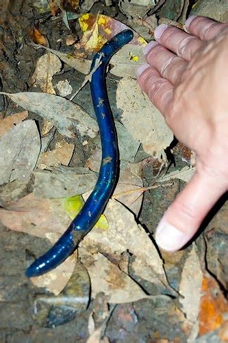 Blue Worm Earthworms Australian Fauna Beautiful Bugs