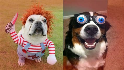 Super Funny Dog Videos Funniest Dog Compliation Funny Dog