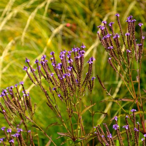 Verbena Hastata Blue Spires Verveine Hastée Grande Vivace Aux