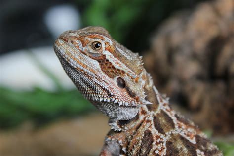 Bearded Dragon Free Stock Photo Public Domain Pictures