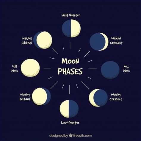 Ilustracao Lunar Do Vetor Das Fases Moon O Ciclo Da Fase Lua Nova Images