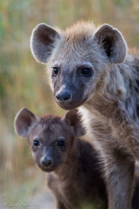 Maybe you would like to learn more about one of these? Cute hyena cubs | Hyena, African wild dog