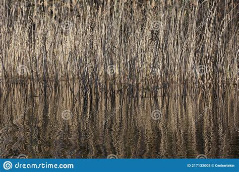 Reeds By The Water Somerset Wetlands Stock Image