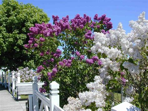 Pin By Judy Weiss On Places Ive Been Mackinac Island Mackinac