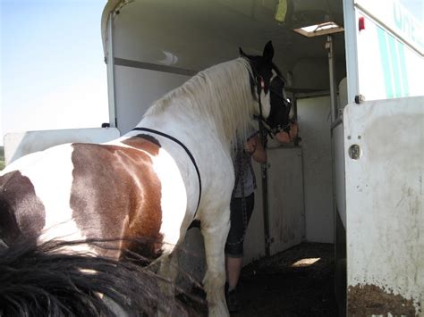 Animal Training Research Teaching Trailer Loading Using Positive