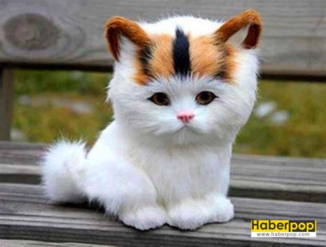 En Güzel 31 Kedi Ve Onların Tatlı Şirin Fotoğrafları Haberpop