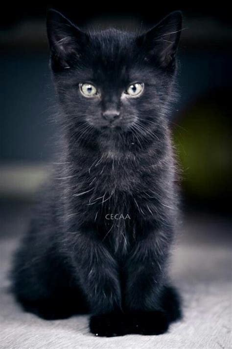 Cute Black Cat Kitten Cats Kittens Cutest Cute Cats And Kittens