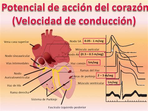 Fisiología Humana Velocidad De Conducción De Los Potenciales De Acción Del Corazón