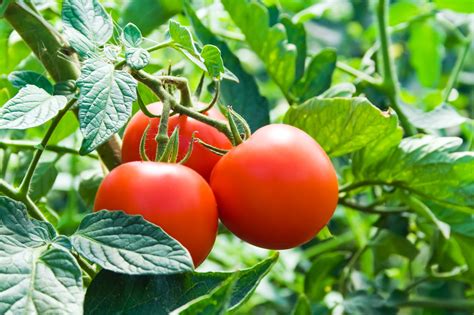 Cuando A Los Vegetales De Plantas Una Guía Para La Siembra Y Cosecha