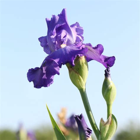 Purple Reblooming Bearded Iris Bulbs For Sale Feed Back Iris Rhizome