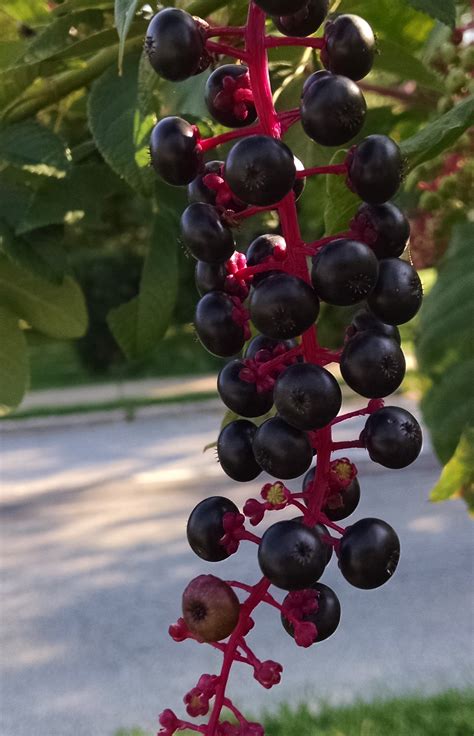 Pretty Poisonous Potherb Poke American Pokeweed Or Phytolacca By