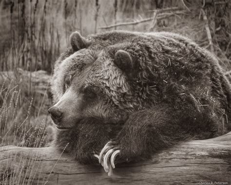 Stripes The Grizzly Bear Zoo Idaho Zoo Idaho Pocatello Flickr