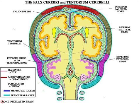 Image Gallery Tentorium Cerebelli