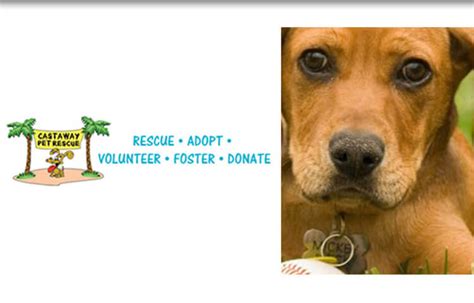 Homeless pets in austin, tx looking for forever homes! Crystal Lake Veterinarian - Rescue Organizations | A&S ...
