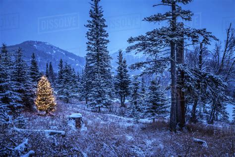 Lighted Christmas Tree In Forest Of Snow Covered Trees In