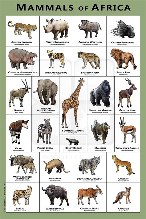 African Wild Animals List
