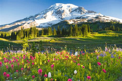 5 Ways To Enjoy Mt Rainier During Spring And Early Summer Mount