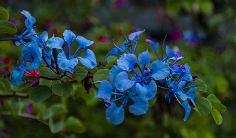 Blue Flowers Free Stock Photo Public Domain Pictures