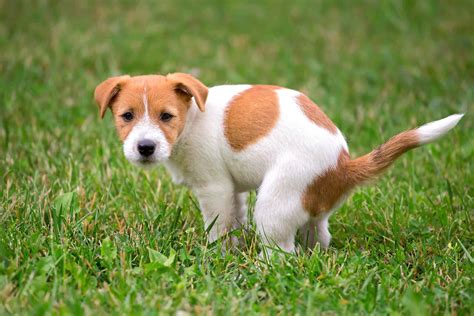 Orange Dog Poop Causes Meaning And Treatments With Faqs