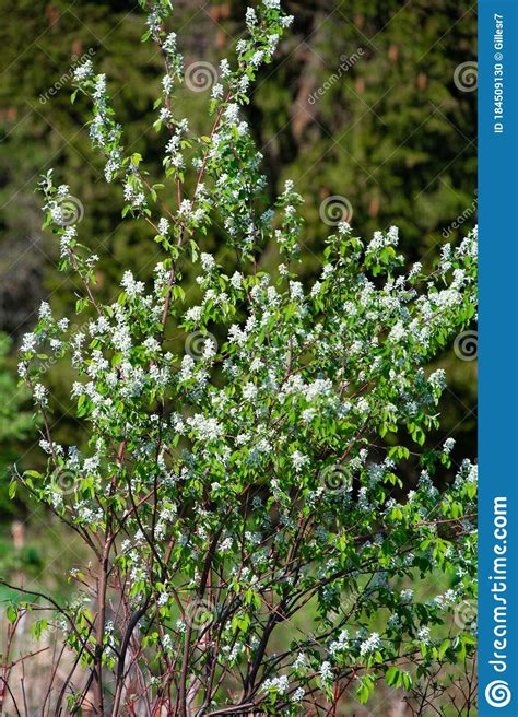 Nice Trees With Whites Flowers On Spring Stock Photo Image Of Green