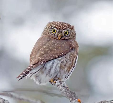 Owls In North Carolina 13 Species With Pictures Wild Bird World