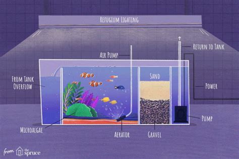 Refugium Vs Sump Whats The Difference