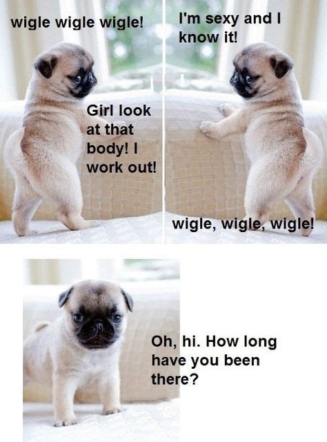 Happy Wednesday D Pug Memes Cute Animals Funny Dogs