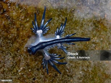 Blue Dragon Glaucus Atlanticus Blue Sea Slug Stock Photo Download