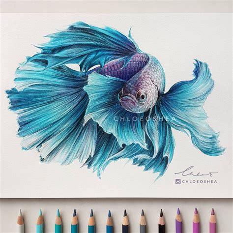 Drawings fish pencil drawing realistic colour cool pencils colorful animal prismacolor colored crayon beta simple rysunki painting easy realistyczne sketches. Beautiful Siamese by Chloe O'Shea | Purple art, Fish ...