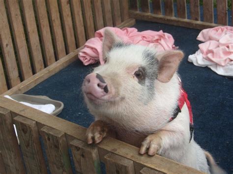 Need To Know Before Getting A Mini Pig Home Pets Nurturing